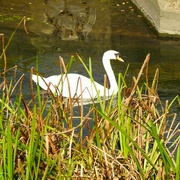6th Sep 2023 - Swan on the river Leen