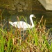 Swan on the river Leen
