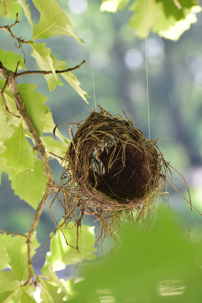 Birds Nest by lisab514