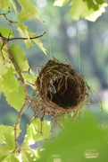 23rd Sep 2023 - Birds Nest