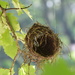 Birds Nest by lisab514