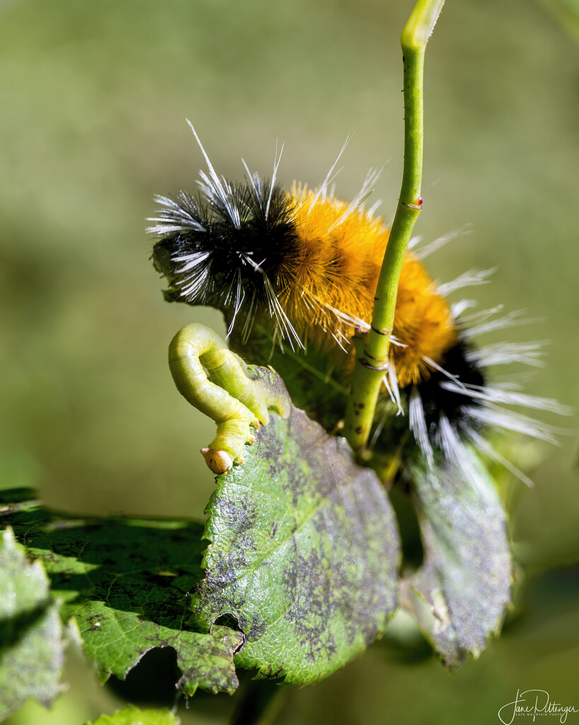 Caterpillar and Inchworm Munching Together by jgpittenger