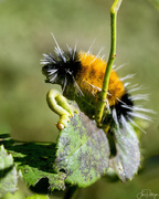 23rd Sep 2023 - Caterpillar and Inchworm Munching Together