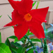 Red Brazilian jasmine