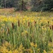Yellow Weeds