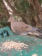 23rd Sep 2023 - Mourning Dove 