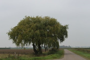 23rd Sep 2023 - A tree.