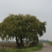 A tree.