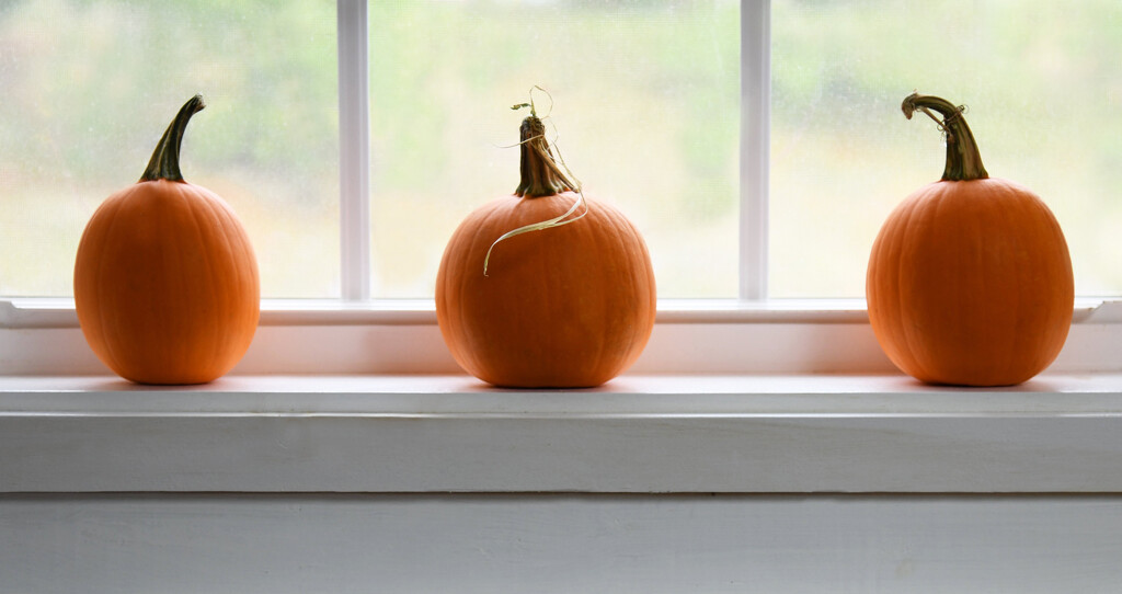 Window Pumpkins by paintdipper