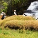 Puffins