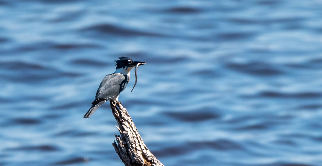 Finally Got a Kingfisher! by rickster549