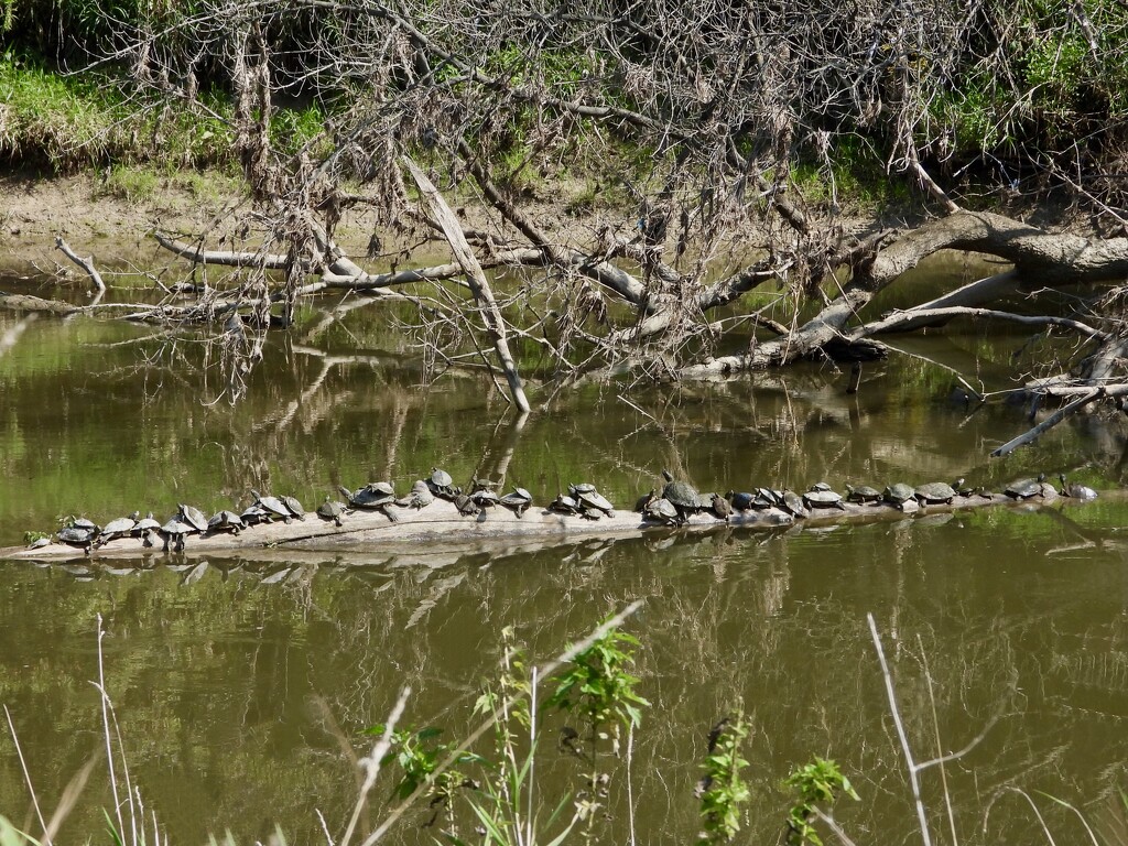 …and we saw a few turtles by amyk