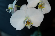 23rd Sep 2023 - Orchids