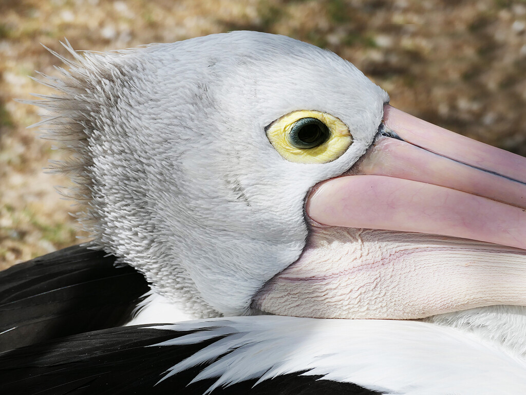 Eye of the Pelican by onewing