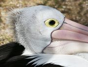 24th Sep 2023 - Eye of the Pelican