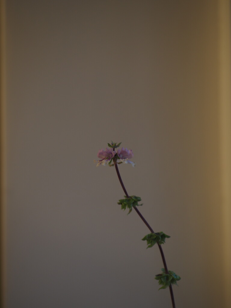 Basil flowers by monikozi