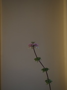 24th Sep 2023 - Basil flowers