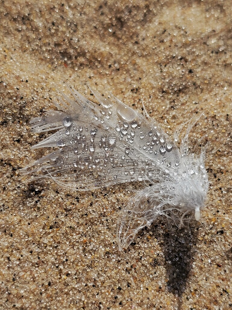 White feather by edorreandresen