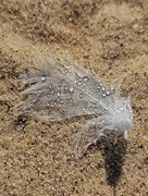23rd Sep 2023 - White feather