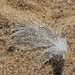 White feather by edorreandresen