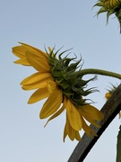 10th Sep 2023 - Sunflower