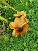 17th Sep 2023 - Fungi 