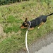 Sniffer Dog 