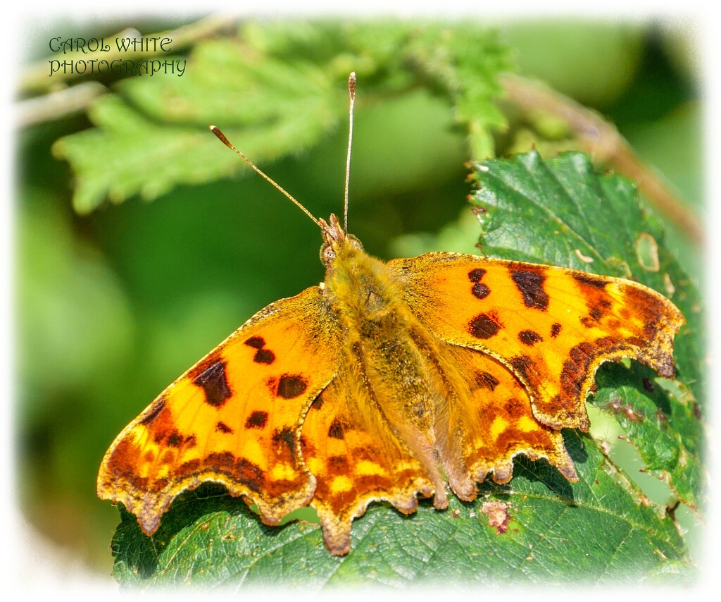 Comma Butterfly by carolmw