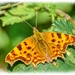 Comma Butterfly