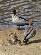 24th Sep 2023 - Australian wood ducks and ducklings at Parramatta River, Sydney. 