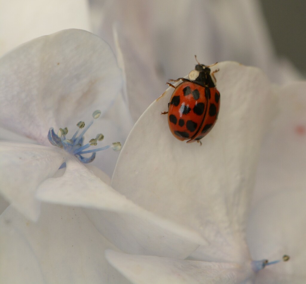 Ladybird on the hydrangea.......... by ziggy77