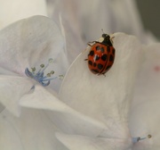 24th Sep 2023 - Ladybird on the hydrangea..........