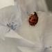 Ladybird on the hydrangea..........