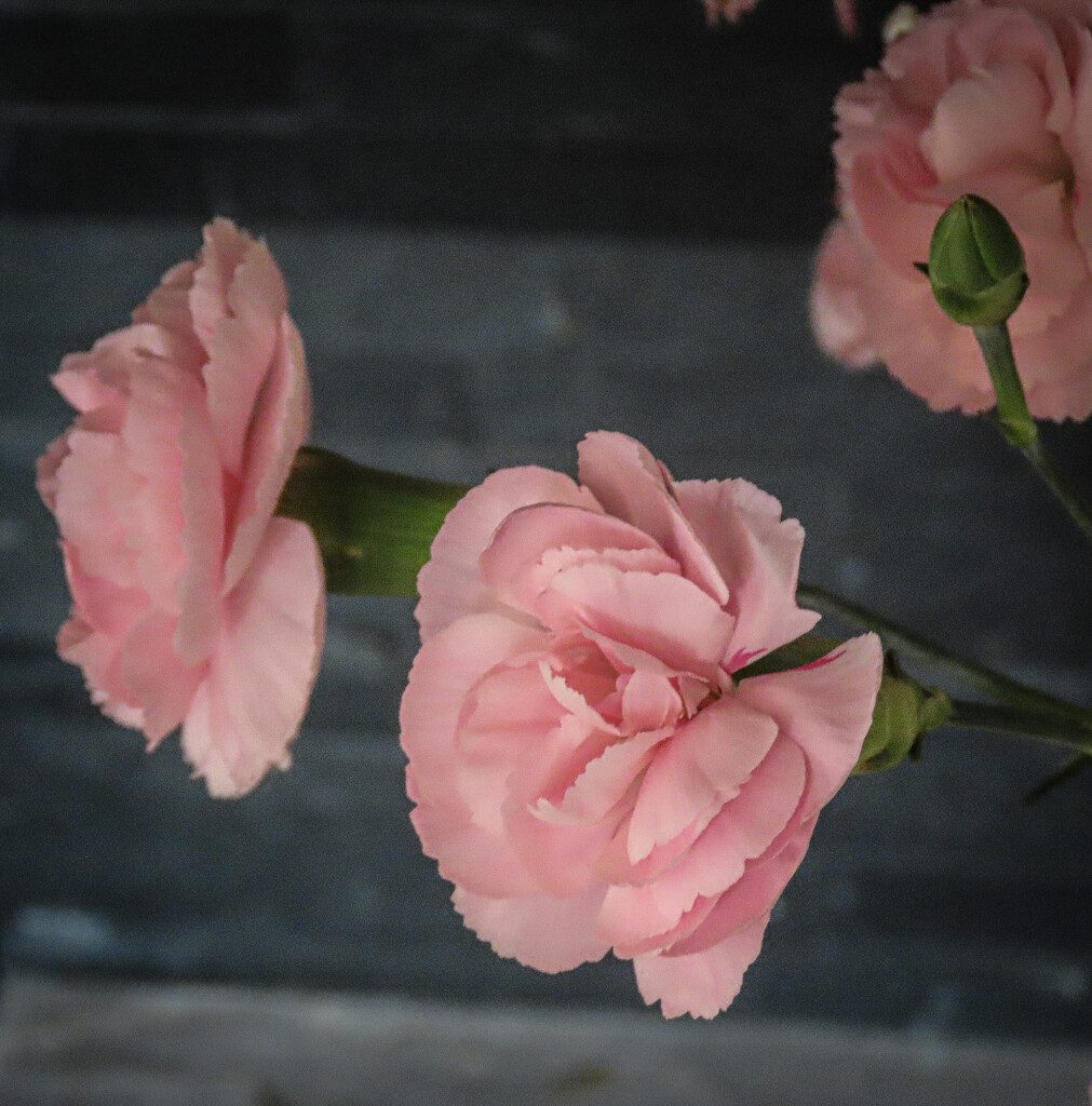 Pink Carnations by mumswaby