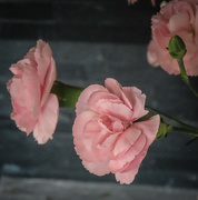 24th Sep 2023 - Pink Carnations