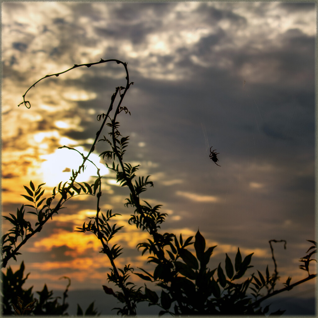 Spider enjoying the sunset by 365projectorgchristine