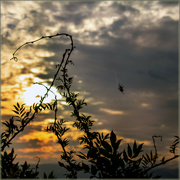 24th Sep 2023 - Spider enjoying the sunset