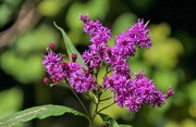 24th Sep 2023 - Purple wildflowers