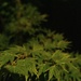 Night rain