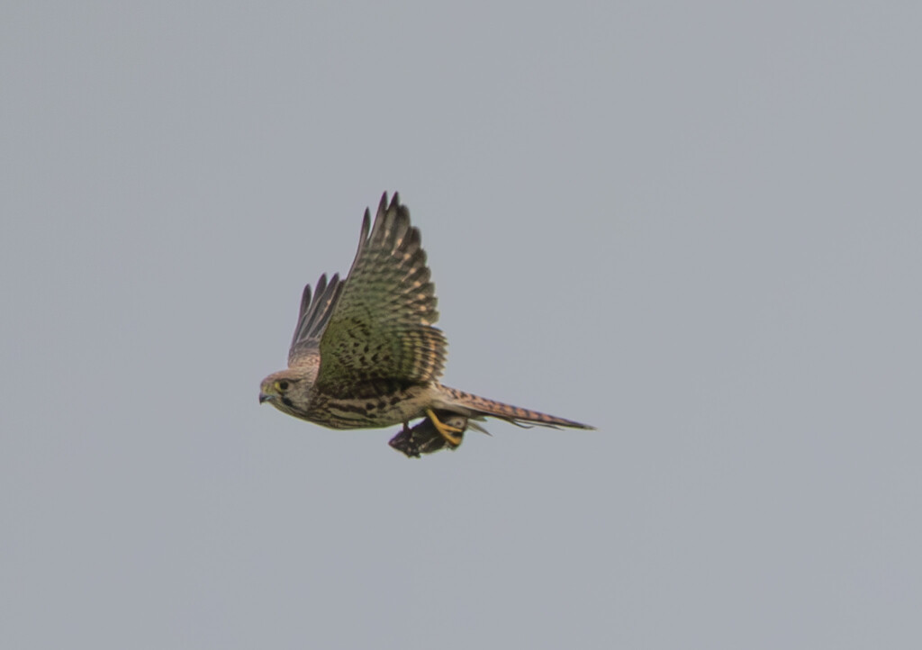 Distant Kestrel by lifeat60degrees