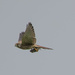 Distant Kestrel by lifeat60degrees