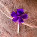 Single verbena blossom