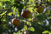 23rd Sep 2023 - apples