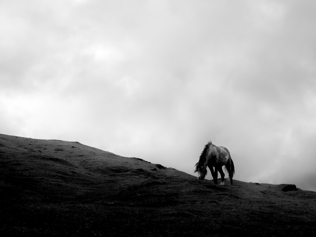 a wild horse at Brecon Beacons by northy