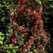 Berry swirl