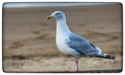 24th Sep 2023 - Juvenile Herring Gull