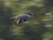 24th Sep 2023 - belted kingfisher