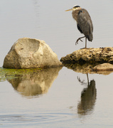 24th Sep 2023 - great blue heron with reflection