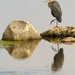 great blue heron with reflection by rminer