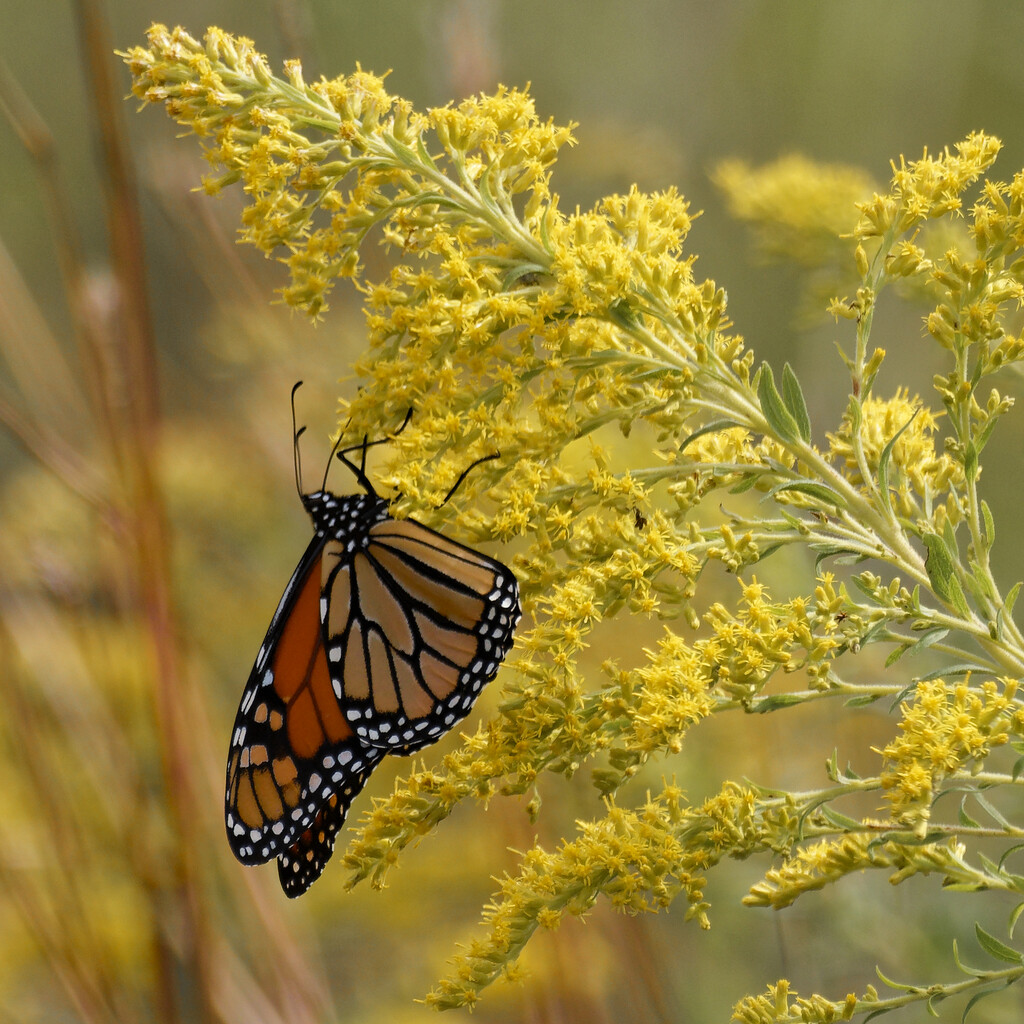 monarch on goldenrod by rminer